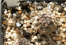 Copiapoa tocopilana KK 1392