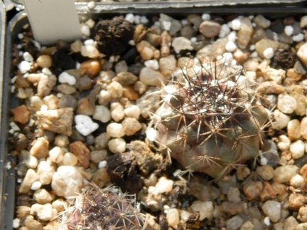 Copiapoa tocopilana KK 1392