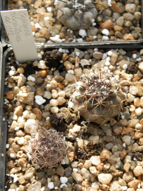Copiapoa tocopilana KK 1392