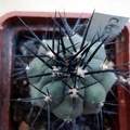 Ph Copiapoa boliviana Burzak