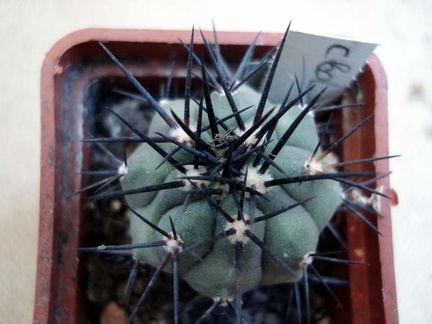 Ph Copiapoa boliviana Burzak