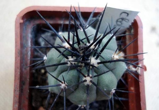 Ph Copiapoa boliviana Burzak