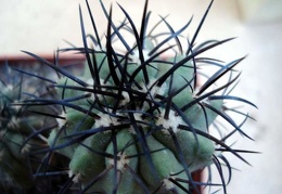 Ph Copiapoa calderana v spinosior1 Burzak