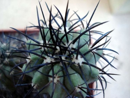 Ph Copiapoa calderana v spinosior1 Burzak