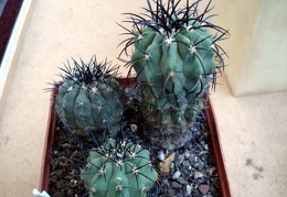 Ph Copiapoa calderana v spinosior Burzak