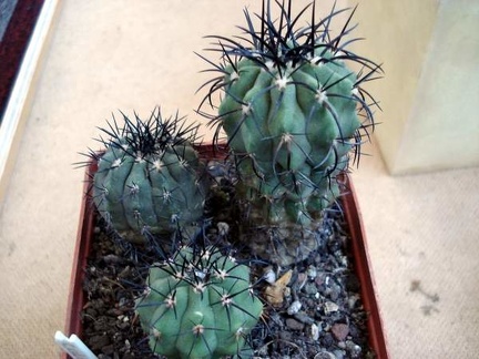 Ph Copiapoa calderana v spinosior Burzak