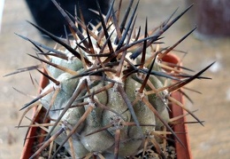 Ph Copiapoa cinerea1 Burzak