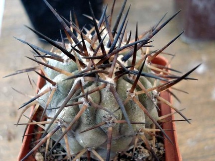 Ph Copiapoa cinerea1 Burzak