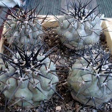 Ph Copiapoa cinerea2 Burzak