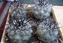 Ph Copiapoa cinerea2 Burzak