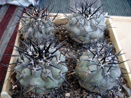 Ph Copiapoa cinerea2 Burzak