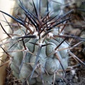 Ph Copiapoa cinerea3 Burzak