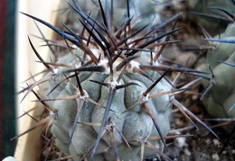 Ph Copiapoa cinerea3 Burzak