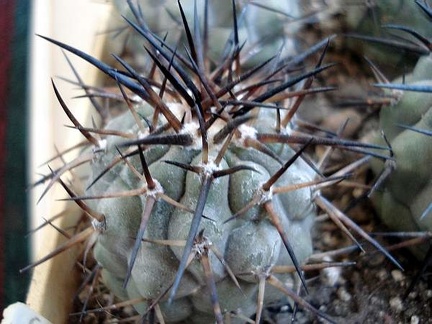 Ph Copiapoa cinerea3 Burzak