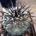 Ph Copiapoa cinerea Burzak