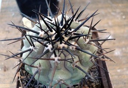 Ph Copiapoa cinerea Burzak