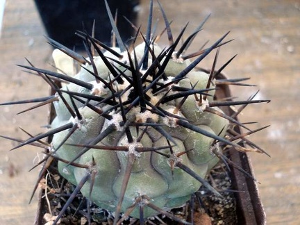 Ph Copiapoa cinerea Burzak