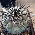 Ph_Copiapoa_cinerea_Burzak.JPG