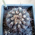 Ph Copiapoa columna-alba1 Burzak