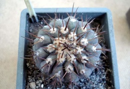 Ph Copiapoa columna-alba1 Burzak