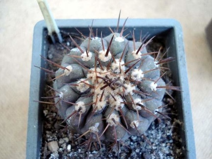 Ph Copiapoa columna-alba1 Burzak