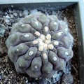 Ph Copiapoa columna-alba Burzak