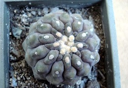 Ph Copiapoa columna-alba Burzak