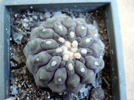 Ph Copiapoa columna-alba Burzak