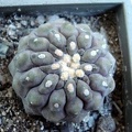 Ph_Copiapoa_columna-alba_Burzak.JPG