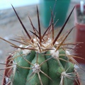 Ph Copiapoa coquimbana Burzak