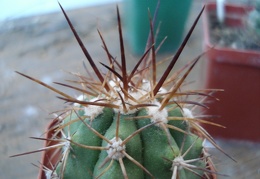 Ph Copiapoa coquimbana Burzak