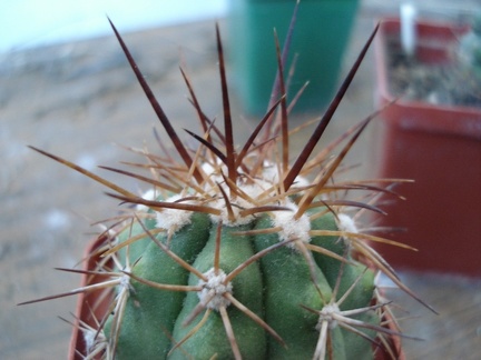 Ph Copiapoa coquimbana Burzak