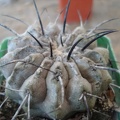 Ph Copiapoa dealbata1 Burzak