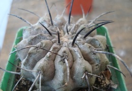 Ph Copiapoa dealbata1 Burzak