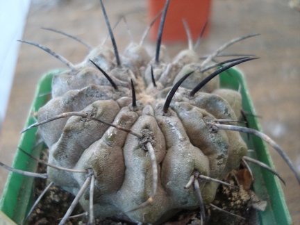 Ph Copiapoa dealbata1 Burzak