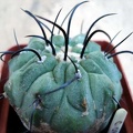 Ph Copiapoa dealbata2 Burzak