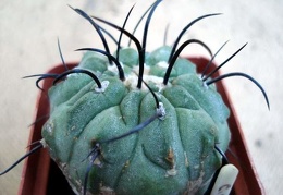 Copiapoa
