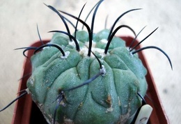 Ph Copiapoa dealbata2 Burzak