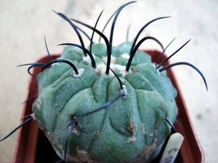 Ph Copiapoa dealbata2 Burzak