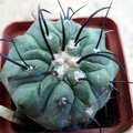 Ph Copiapoa dealbata3 Burzak