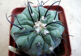 Ph Copiapoa dealbata3 Burzak