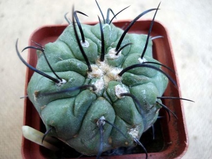 Ph Copiapoa dealbata3 Burzak