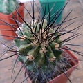 Ph Copiapoa dealbata Burzak