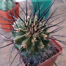 Ph Copiapoa dealbata Burzak