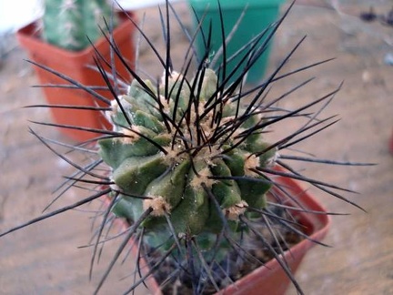 Ph Copiapoa dealbata Burzak