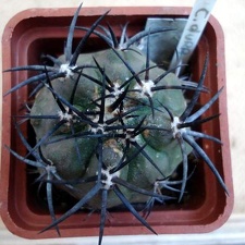 Ph Copiapoa dura Burzak