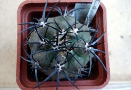 Ph Copiapoa dura Burzak