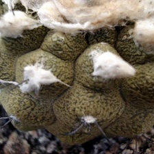 Ph Copiapoa hypogaea  cv  Lizard Skin Burzak