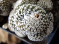 Ph Copiapoa laui Burzak