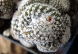 Ph Copiapoa laui Burzak